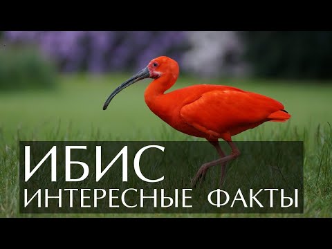 Видео: Ibis - свещена и обикновена птица: описание и вид