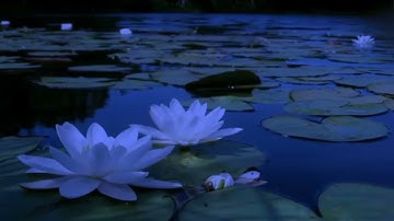 سورة الروم قران كريم للقارئ عبدالله خلف