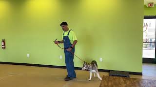 KAI a Alaskan Klee Kai working on leash manner.