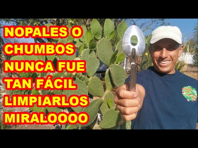 🥦 COMO PELAR NOPALES PERFECTAMENTE SIN CUCHILLO 