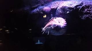 Monterey Bay Aquarium   Chambered Nautilus