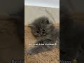 Mission:- 150k Meows😽🫶🏻 #viral #cat #kitten #catentertainment #catmusic #catvideos #shorts #funny