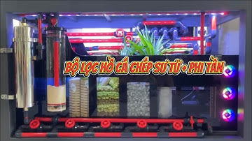 Bộ Lọc Hồ Cá chép Sư Tử + Phi Tần Khủng Lọc Nước Siêu Trong - Hồ Cá Chép Sư Tử + Phi Tần Đẹp.