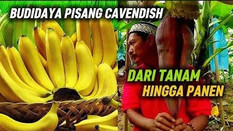 Hasil Manis Budidaya Pisang Cavendish : Tanam, Rawat, Panen!