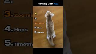 Best Fox - RANKING #funnyanimals #ranking #fox #animals