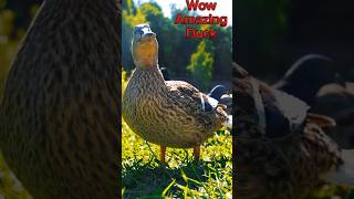 Amazing Duck#shorts #shortsbeta #shortsviral #shortsvideo #shortsfeed