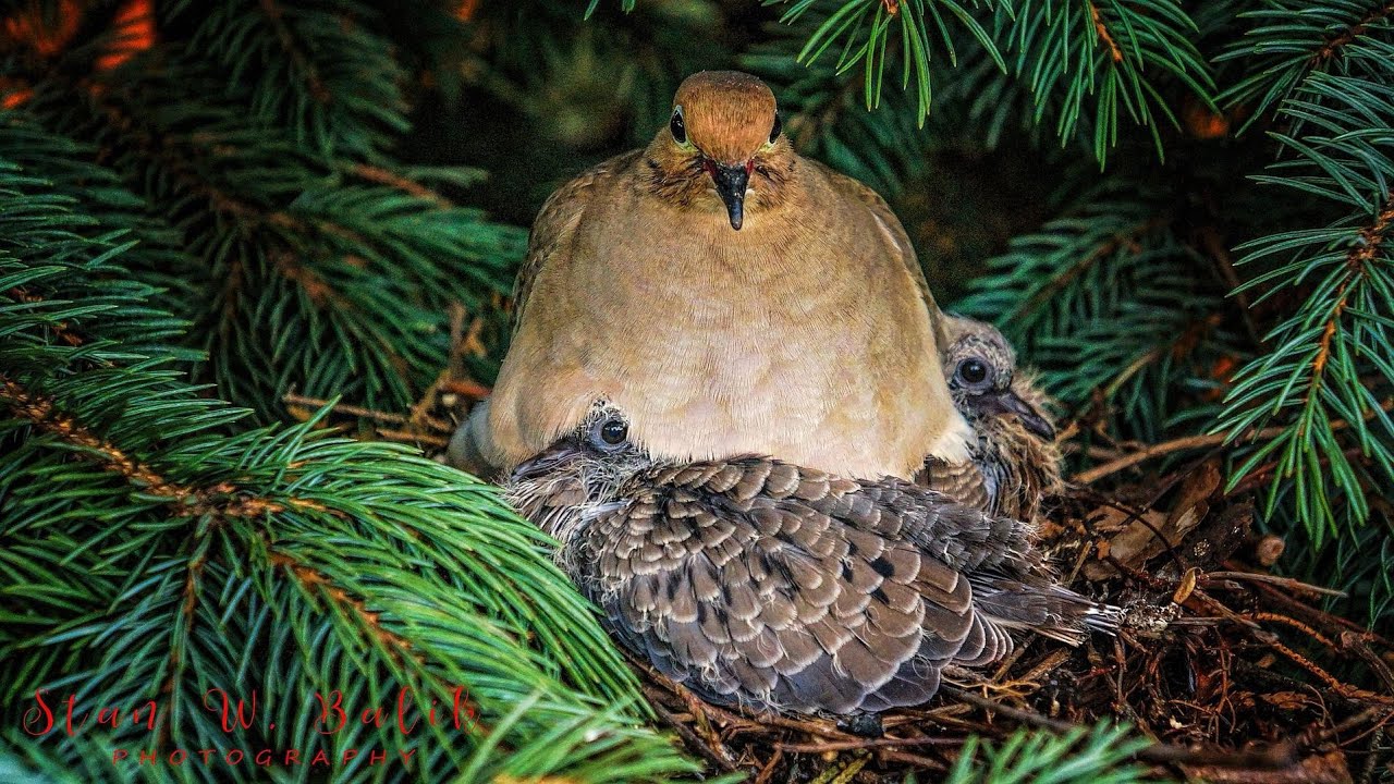 homing pigeonshow to train pigeons to come back home pigeonracing