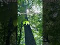 Peekaboo, Sun 🌞 | Walking Beneath Giant Trees | Nature Sounds