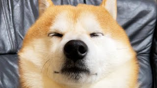 仏の表情でぼんやりする柴犬