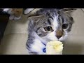 バナナを美味しそうに食べる猫 The cat eats banana!