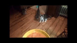 The Cat Father - Episode 4 - The Cats Try Wet Food For The First Time
