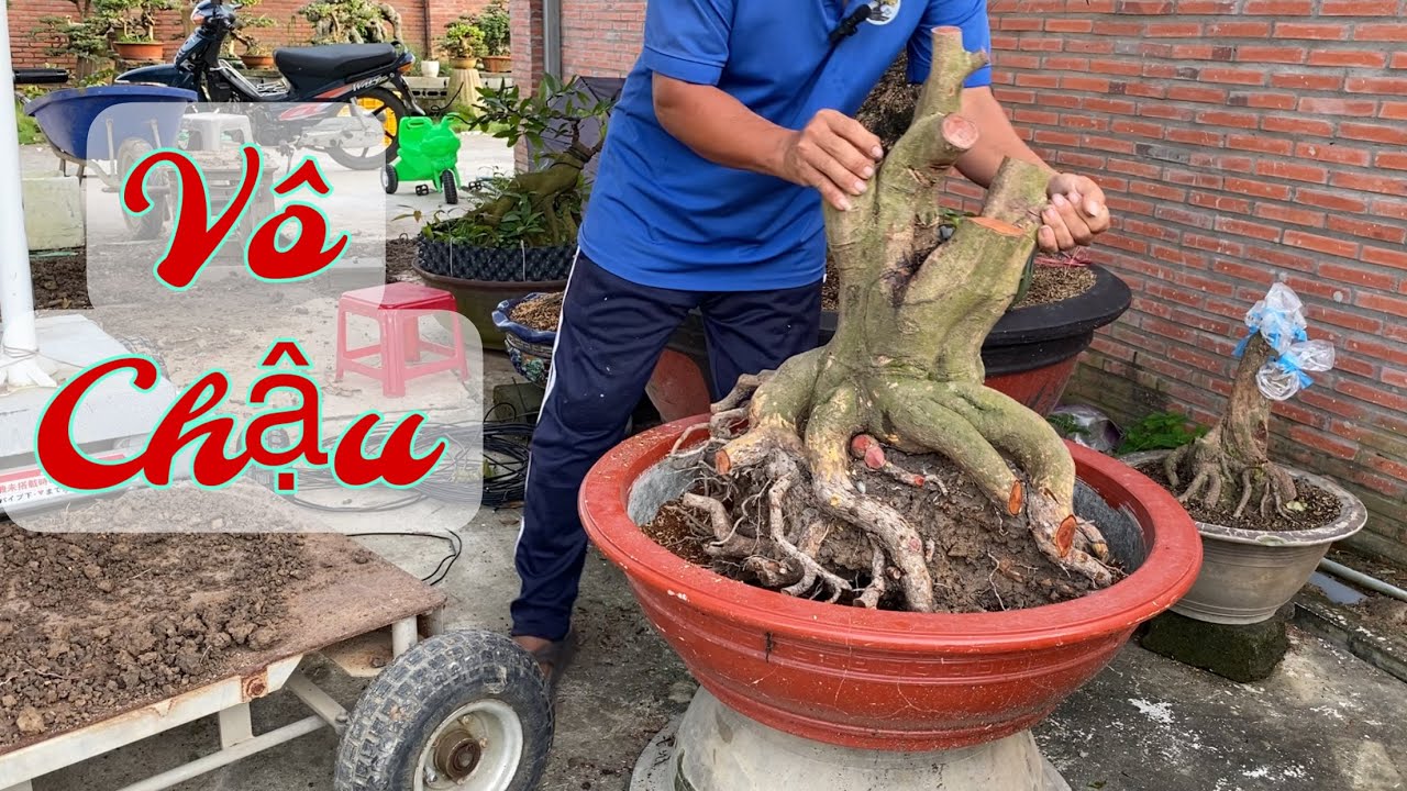 Hướng Dẫn Vô Chậu Cho Phôi Mai Vàng