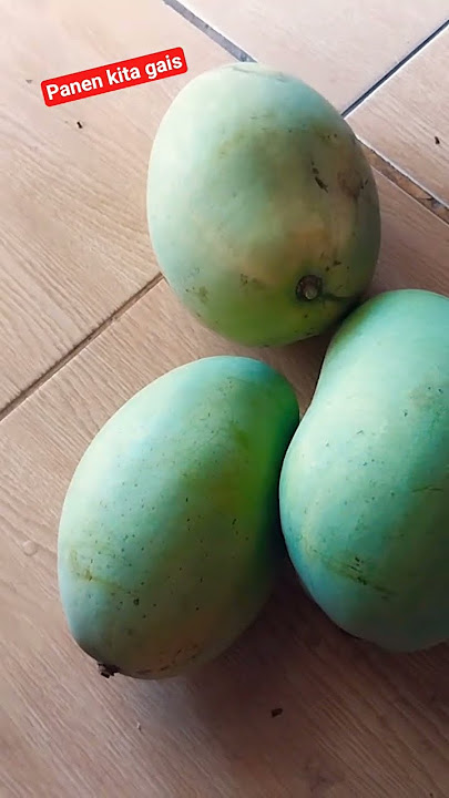 Panen Mangga 1kg I Biji