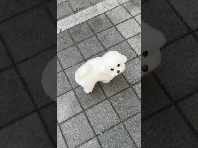 왜 무음으로 짖는지 알 수가 없음