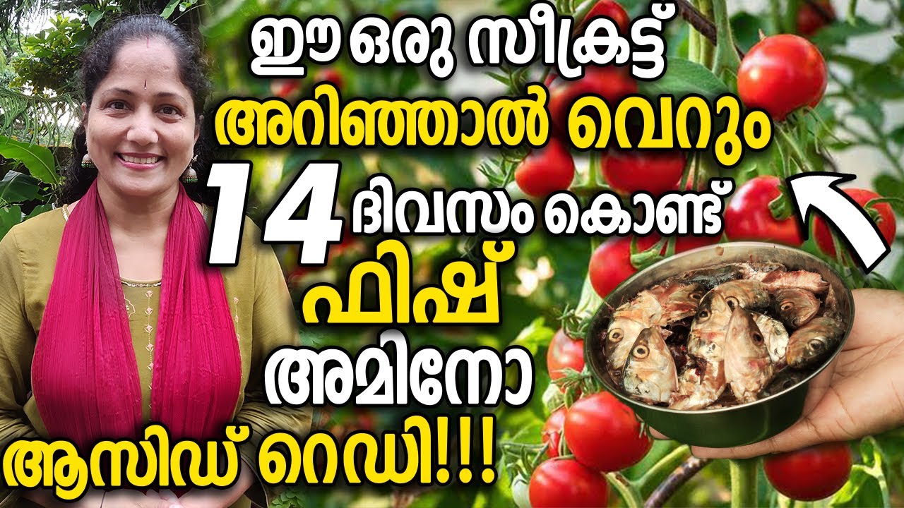 ഈ ഒരു സീക്രട്ട് അറിഞ്ഞാൽ വെറും 14 ദിവസം കൊണ്ട് ഫിഷ് അമിനോ ആസിഡ് റെഡി! |Make FISH AMINO ACID Quickly!