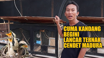 PETERNAK SUKSES BURUNG CENDET ASLI MADURA..KASIHAN PUNAH DIKAMPUNGNYA, KINI DITERNAK JADI BANYAK