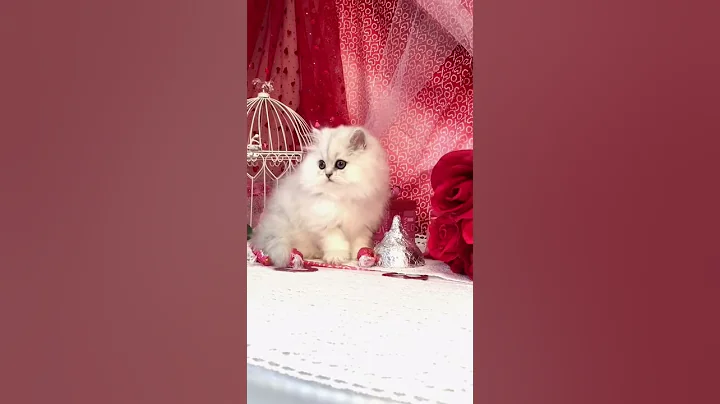 Watch the video about Persian kitten being cute