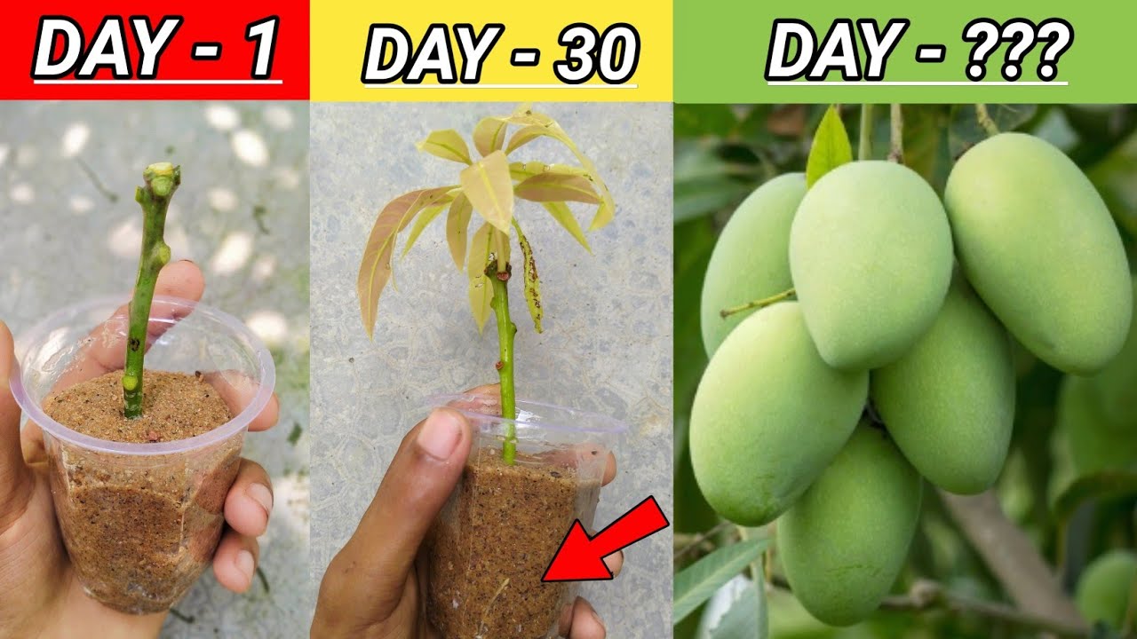 Technique With 100% Success || How To Do Grow Cutting Of Mango Tree Fast
