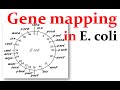 Bacterial Conjugation - Hfr, f prime and f plasmid - YouTube