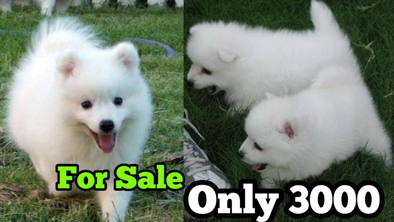 German spitz puppy for sale only 3000 |Indian spitz puppies for sale in  very low price - YouTube