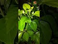 কোরআন রিকেশন সাবস্ক্রাইব করুন।#islamicvideo #bangladesh