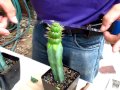 grafting Eulychnia castanea v. spiralis by cactus-old