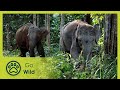 Borneos pygmy elephants  go wild