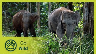 Borneos Pygmy Elephants  Go Wild