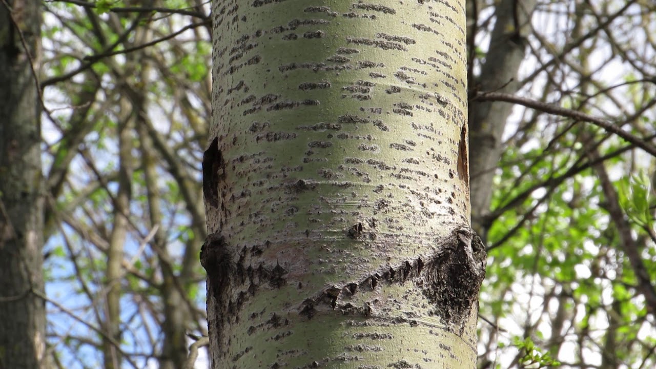 Обыкновенный поползень (Sitta europaea)
