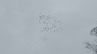 Sandhill Cranes Migrating Over Our Farm!