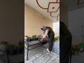 Most beautiful Winter flowering plant 🪴🥳(ep:3)#shorts #plants #plantlover #gardening