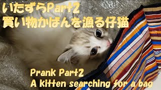 【Nero's growth diary】No.12 いたずらPart2 買い物かばんを漁る仔猫 A Kitten searching for a bag