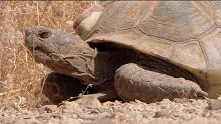 Five years of drought in california have taken a heavy toll on the
state’s wildlife, including threatened desert tortoise. according to
most scientists, ...