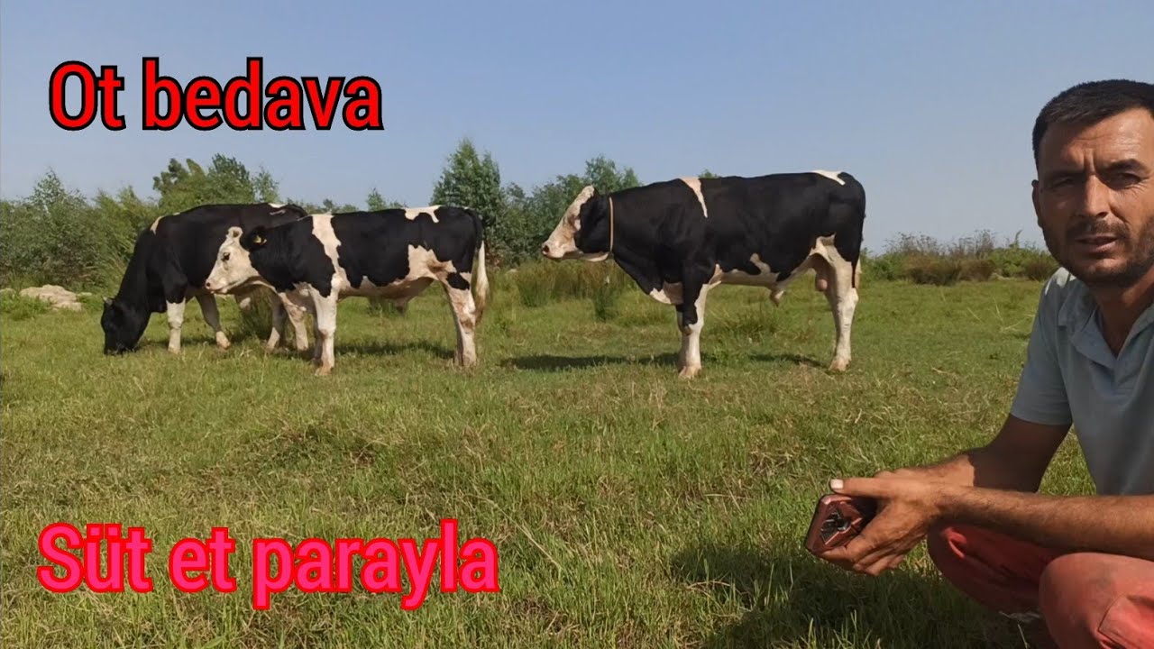 bedava hayvancılık