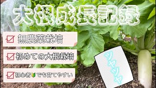 【大根栽培🌟大根成長記録📄】耐病総太り大根