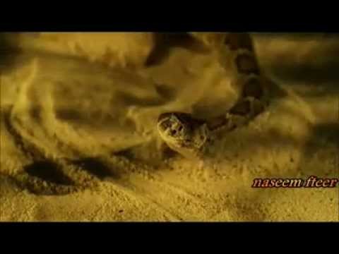 ياغايب عن عيونى رجاء بلمليح نسخه 