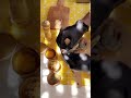 ШЇШ Щ Щ ЩЉШЄ ШґШ Щ ШЁ ШіЩ ЩЉШЄ Ш Щ Ш рџ ЁрџЏ вЂЌрџЌірџ Ґ ШЇШ Щ Щ ЩЉШЄ ШґШ Щ ШЁ ШіЩ ЩЉШЄ Ш Щ Ш рџ ЁрџЏ вЂЌрџЌірџ Ґ