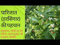 Identity of parijat harsingar what kind of plant is parijat how is harsingar plant