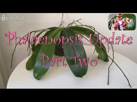 Video: Phalaenopsis, Grunderna För Att Hålla Orkidéer I En Lägenhet - 1