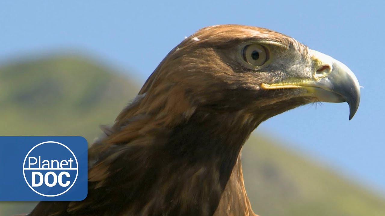 Aguila Real | Documental HD - YouTube