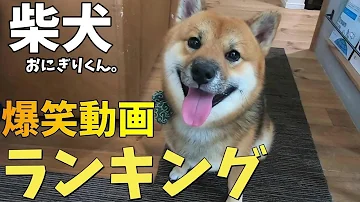 しば犬かわいい Mp3