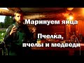 Телке 6 месяцев// Медведи повсюду// Маринуем яйца// Череночник