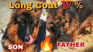 Top Quality Long Coat Dog 💯🔥 | German Shepherd in Varanasi @GermanShepherdKennel