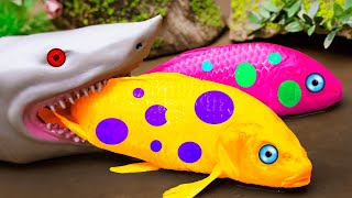 Cute Animals Koi Fish Go Fishing And Get Chased By A Great White Shark Primitive STOP MOTION ASMR