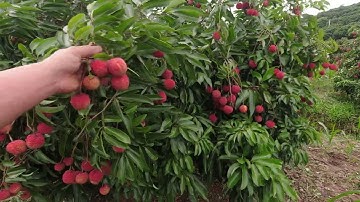 Vải thiều thanh Hà đầu vụ được giá bà con tranh thủ bẻ bán