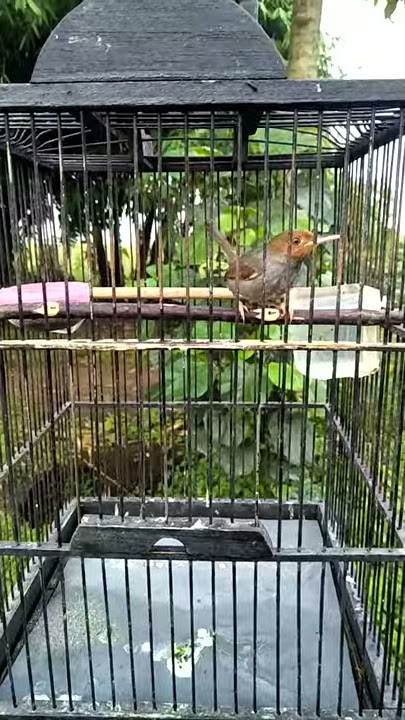 Pikat engkel 'Prenjak Kepala Merah' lokal JEMBER JATIM