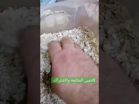 صياغة خاتم متوج بحجر الداودي متابعة قلب تعليق العراق بغداد السعودية الامارات قطر الخليج