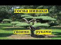 Как сформировать скелет сосны ниваки. Изгибаем и фиксируем ветки сосны ниваки.