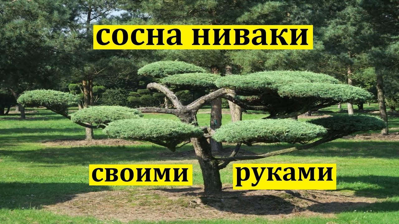 Ниваки из сосны обыкновенной схема