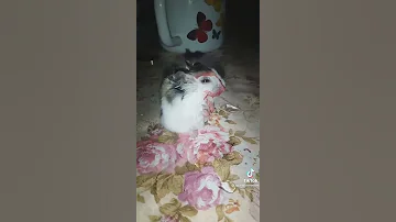 Хомячок плачет от боли 😭
